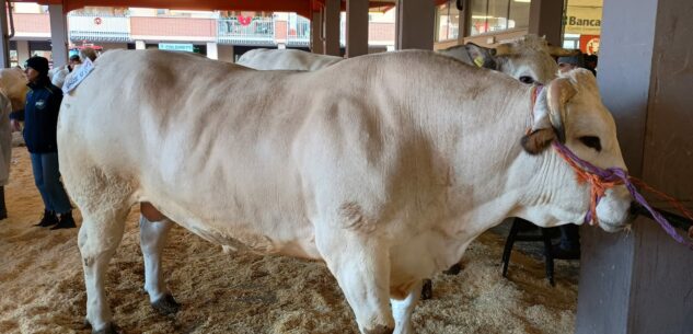 La Guida - Oggi, domenica 15, ultimo giorno della Fiera del Bue grasso di Carrù