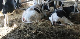 Campi e stalle in difficoltà per il caldo La Guida - Campi e stalle in difficoltà per il caldo
