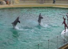 La Guida - 103 dipendenti senza lavoro per “salvare” le due orche di Marineland