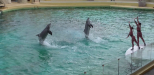 103 dipendenti senza lavoro per “salvare” le due orche di Marineland La Guida - 103 dipendenti senza lavoro per “salvare” le due orche di Marineland