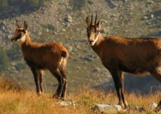 La Guida - Sono diminuiti i camosci nelle Alpi Marittime