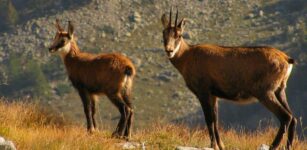 La Guida - Sono diminuiti i camosci nelle Alpi Marittime