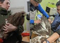 La Guida - Un’aquila reale è in cura al Cras di Bernezzo