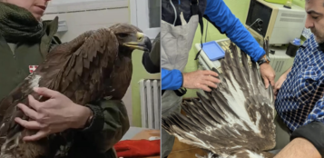 La Guida - Un’aquila reale è in cura al Cras di Bernezzo