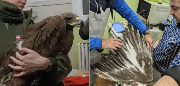 La Guida - Un’aquila reale è in cura al Cras di Bernezzo