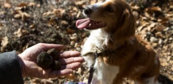 La Guida - Alla scoperta del Tartufo Nero Pregiato di Montemale