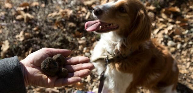 La Guida - Valle Grana, quattro cene per gustare il tartufo nero di Montemale