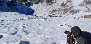 La Guida - Nel Parco del Monviso ci sono 260 stambecchi