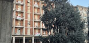 La Guida - Cuneo, ricorso al Tar contro l’abbattimento dei cedri di piazza Europa