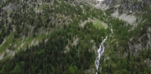 La Guida - Abete bianco monumentale nel bosco della Valletta (Valdieri)