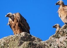 La Guida - Gli avvoltoi nel Parco del Monviso