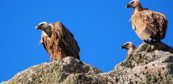 La Guida - Gli avvoltoi nel Parco del Monviso