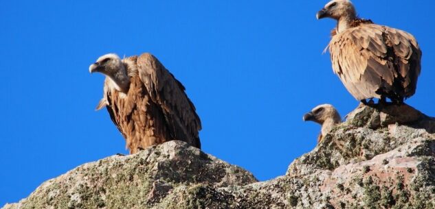 La Guida - Gli avvoltoi nel Parco del Monviso