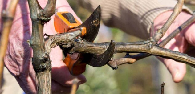 La Guida - Sospesa l’attività di quattro aziende di Langhe e Roero