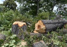 La Guida - Si abbattono alberi a rischio caduta in corso Garibaldi e in corso IV Novembre