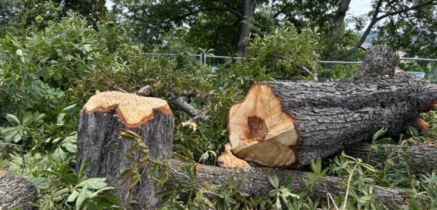 La Guida - Si abbattono alberi a rischio caduta in corso Garibaldi e in corso IV Novembre