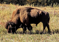 La Guida - Alaska-Canada, a Totem e Tabù la tappa del giro del mondo in fuoristrada