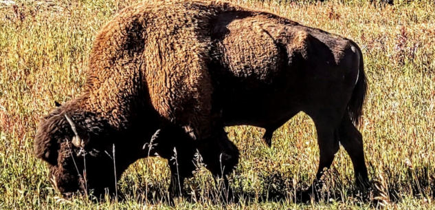 La Guida - Alaska-Canada, a Totem e Tabù la tappa del giro del mondo in fuoristrada