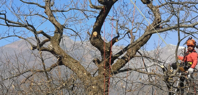 La Guida - La potatura del castagno, incontro formativo giovedì a Caraglio