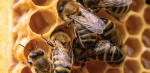 Oncino aderisce al bando “+Api. Oasi fiorite per la biodiversità 2025” La Guida - Oncino aderisce al bando “+Api. Oasi fiorite per la biodiversità 2025”