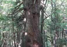 La Guida - L’abete bianco di Valdieri entra nell’elenco regionale degli Alberi Monumentali