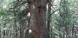 La Guida - L’abete bianco di Valdieri entra nell’elenco regionale degli Alberi Monumentali
