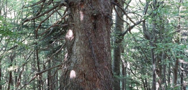 La Guida - L’abete bianco di Valdieri entra nell’elenco regionale degli Alberi Monumentali