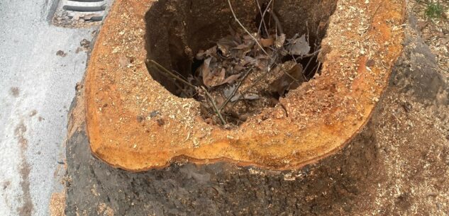 La Guida - Sul viale degli Angeli si abbattono alcuni alberi