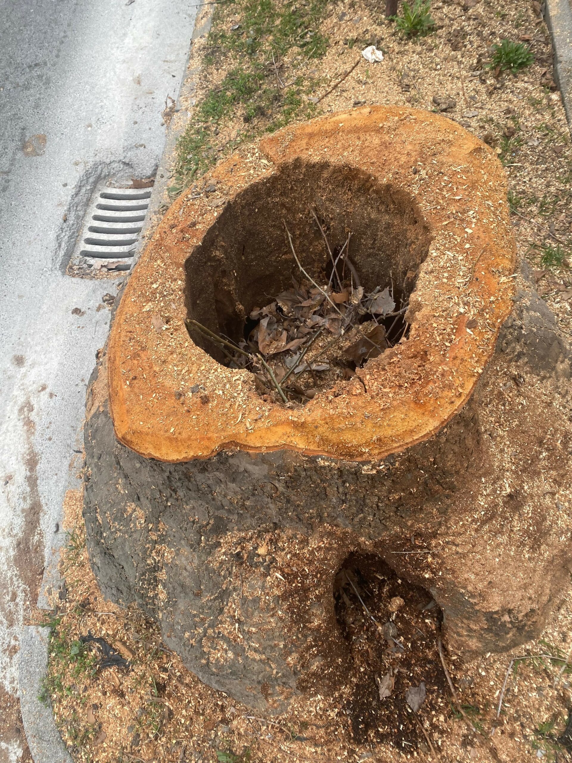 Sul viale degli Angeli si abbattono alcuni alberi