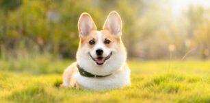 La Guida - Bocconi avvelenati per cani sulla ciclabile Saluzzo-Castellar?