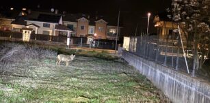 La Guida - Cervasca, un lupo nella zona residenziale di San Defendente