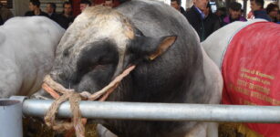 La Guida - A Fossano la zootecnia torna protagonista del territorio
