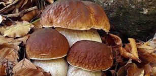 La Guida - Raccolta dei funghi, il costo dei vari tesserini
