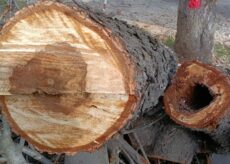 La Guida - Cuneo, abbattimento di 15 alberi ammalorati in centro città e nelle frazioni