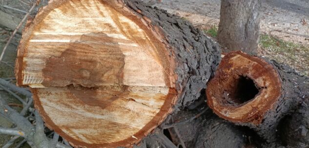 La Guida - Cuneo, abbattimento di 15 alberi ammalorati in centro città e nelle frazioni
