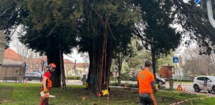 La Guida - Savigliano, potati gli alberi monumentali