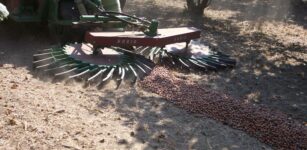 La Guida - Nocciola Tonda Gentile, eccellenza piemontese da salvare con la ricerca