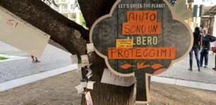 La Guida - Piazza Europa, le associazioni ambientaliste: “Sulla difesa dei cedri non faremo passi indietro”