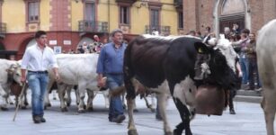 Le mandrie invadono Saluzzo per la “Rudunà” 2025 La Guida - Le mandrie invadono Saluzzo per la “Rudunà” 2025