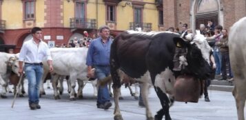 La Guida - Le mandrie invadono Saluzzo per la “Rudunà” 2025