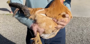La Guida - Il Real Cappone di Racconigi è stato inserito nei “prodotti agroalimentari tipici”