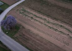 La Guida - Il glicine a forma di cuore e l’inno alla vita
