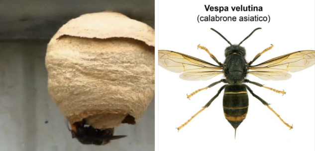 Anno nero per chi produce miele, e ora arriva anche un predatore La Guida - Anno nero per chi produce miele, e ora arriva anche un predatore