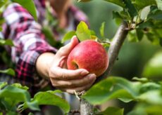 La Guida - Saluzzo aumenta le possibilità di sistemazione dei braccianti agricoli
