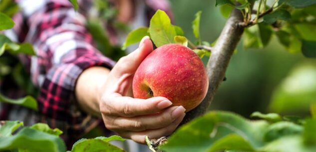 La Guida - Saluzzo aumenta le possibilità di sistemazione dei braccianti agricoli