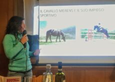 La Guida - Mérens, un cavallo sportivo per tutte le specialità