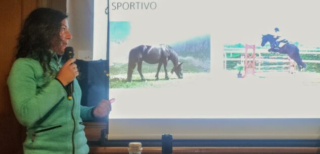 La Guida - Mérens, un cavallo sportivo per tutte le specialità