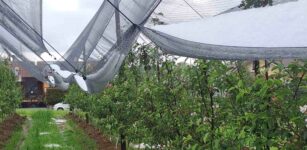 La grandine dei giorni scorsi non risparmia cereali e frutta La Guida - La grandine dei giorni scorsi non risparmia cereali e frutta
