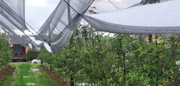 La Guida - La grandine dei giorni scorsi non risparmia cereali e frutta