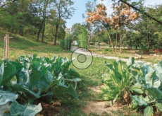 La Guida - La storia del Parco Fluviale Gesso e Stura